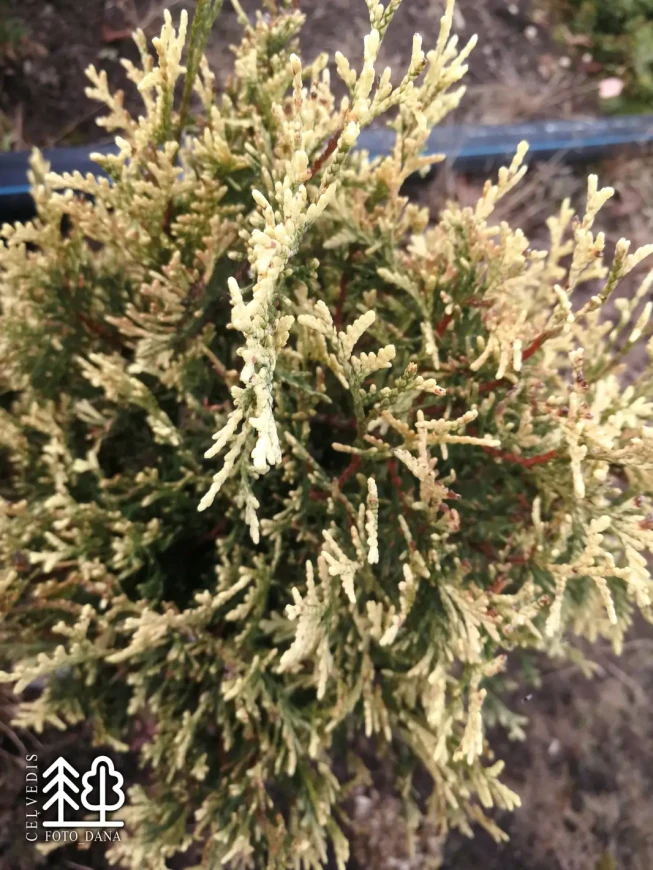 Thuja occidentalis   'Hoseri Variegata'